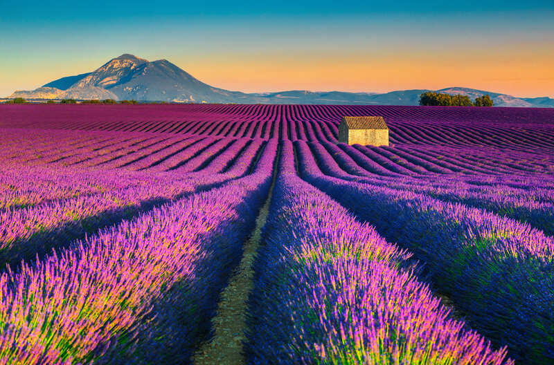 campi di lavanda in Provenza