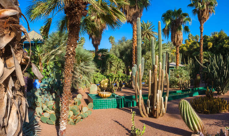 Giardini majorelle piante