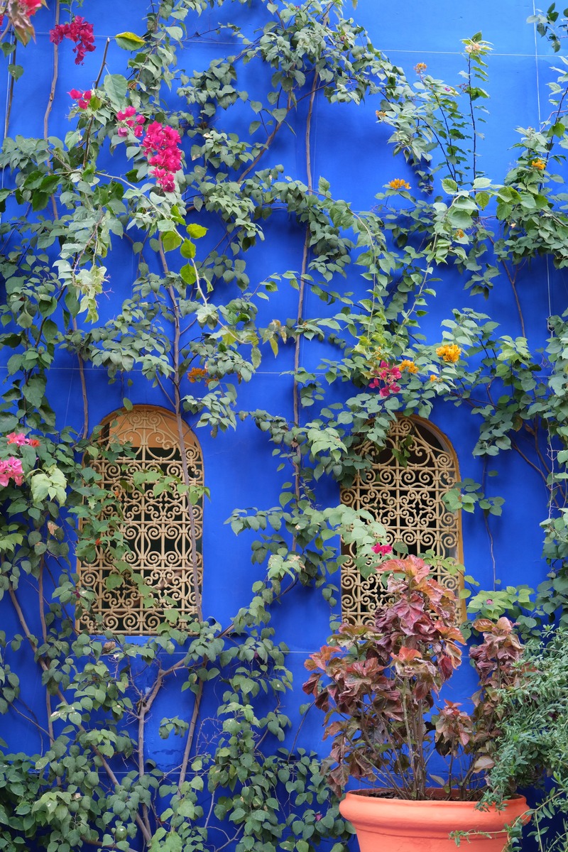 muro blu majorelle con porta e piante