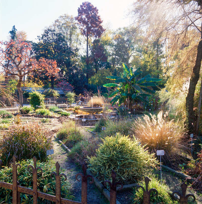 piante Orto Botanico di Padova